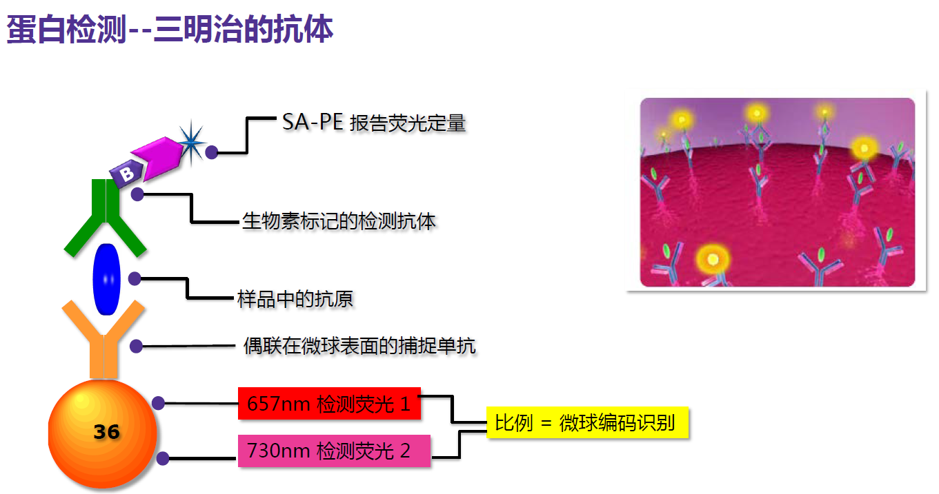 细胞因子风暴检测——助力新冠状病毒治疗